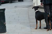 Londres et ses chiens…